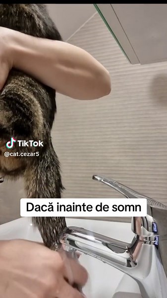 Cute Cat Life Hacks for Better Sleep | Viral Romania