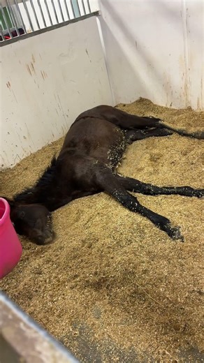 Alien horse 😅 #shortsfeed #horse #shortsviral