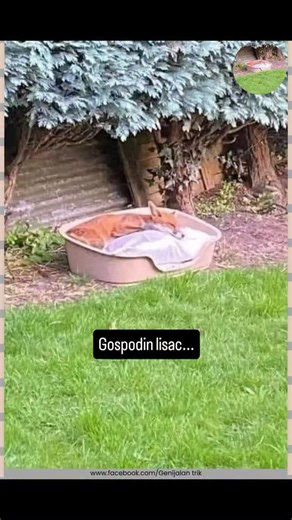 Nedođija on Instagram: "Bok, prije par dana objavila sam post o gospodinu liscu koji spava u krevetu koji sam mu nabavila, a evo ga večeras. Neki komentari su me prilično uzrujali pa želim razjasniti stvari... Ne radim ovo zbog sebe... Dolazi u moj vrt otkad sam se doselila prije 9 tjedana i vrlo je pitom, a kad sam ga vidjela kako spava ispod drveća sav mokar i tužan, dobila sam ideju za krevete. Slobodan je dolaziti i odlaziti kako želi, ne zarobljavam ga niti ga držim kao kućnog ljubimca. Čes