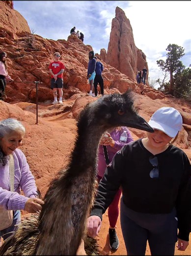 Meet Dennis the Emu at Garden of the Gods
