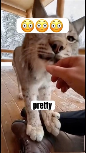 Wild Lynx Walks Up to Me With Its Cub#shorts