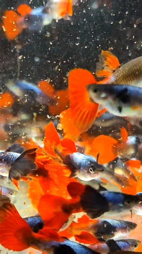 2.4K views · 85 reactions | Pet Quality  | Unli Guppies Farm | Facebook