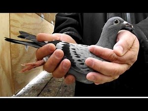 "Wisconsin's Pigeon Race" Documentary Film 2017