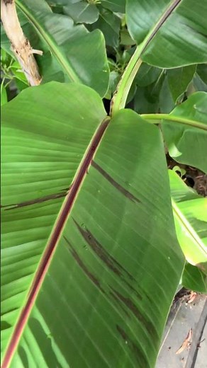 レッドタイガーバナナの葉っぱの模様が1枚だけいい感じに Musa sikkimensis manipur