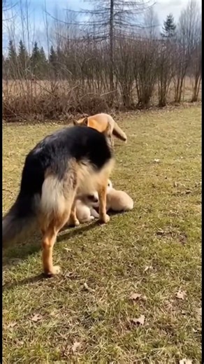 Chó Becgie đuổi con cáo bảo vệ chó con | German Shepherd chases away fox to protect puppies. #cho