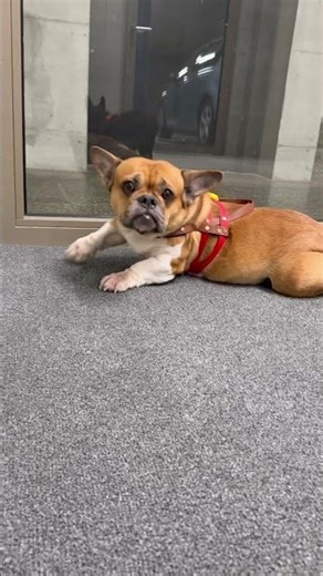 Every Carpet we have to wait until she is finish 😂😂😂😂 Corgi Bolldog Lady Joker 😂💚