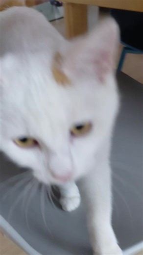 ⚡️🐾 MINI WONDER PARFAITE A L'ADOPTION SPIDEY est un chaton parfait ❤️🥰 ! Vraiment parfaite et un peu réservée avec les nouvelles personnes, ce qui est normal. Elle n'est pas blanche et n'a aucun souci d'audition, pour sortir des préjugés. Avec sa maman d'accueil, elle papote et est super câline et dort à côté d'elle toute la nuit en étant sage comme une image 😴🥰. Spidey est plutôt calme, s'entend avec les autres chats et s'acclimatera avec des enfants doux et un chien sympa. Suite à plusieur