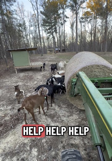 We have some goats…why don’t they put horns on tractors? #goats #dairy #herd