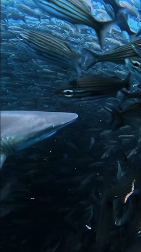 GoPro | Reef Shark Hunting in Slo-Mo 🎬 Kevin Falcones #Shorts #SharkWeek