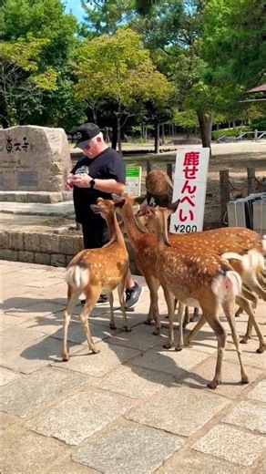 日本の優しさを見せる奈良の鹿たち🦌✨ #奈良公園 #奈良の鹿 #日本の美しさ #日本旅行 #癒しの時間 #日本の自然 #奈良観光 #可愛い鹿 #日本文化 #平和な時間 #日本の心 #旅行日記