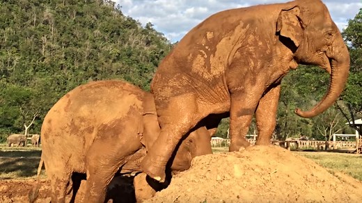 Elephant gets revenge by farting on another elephant's head