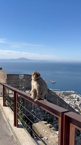 16K views · 352 reactions | #gibraltar #africa #monkey | 2Me Travel | Facebook