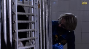 C’est LA plus belle des NOUVELLES, tant attendue ! Ça y est #bbpandabeauval : c’est confirmé !!! 🤗🐼 Huan Huan, la femelle panda va être MAMAN pour la seconde fois, près de 4 ans après la naissance de Yuan Meng (1er bébé panda né en France) ! 1 embryon de panda a été vu à l’échographie ce jour ! Huan Huan est donc bel et bien gestante et la naissance devrait avoir lieu dans une dizaine de jours. 🥰 Avouez que vous aussi, vous mourez d’impatience !!! Pour lire la suite de cette fantastique news,