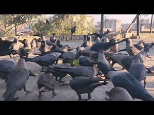 "Something Spoked Them... The Crows Start Screaming" (Compilation)!😀🗣️