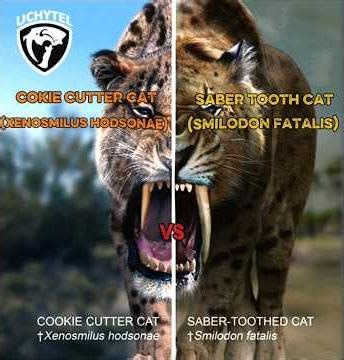 xenosmilus hodsonae vs smilodon fatalis