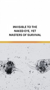 Meet the microscopic acrobats of the water world. Rotifers are tiny, freshwater animals you’d need a microscope to see, but don’t let their size fool you. With spinning cilia around their mouths, they create whirlpools to funnel in food, earning them the nickname “wheel animals.” Some species can survive complete dehydration for years, only to spring back to life when water returns. They reproduce in fascinating ways, too, some clones, some with both sexes, depending on the species and environme