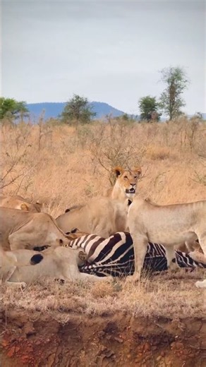 A zebra feast, but did you know? 🦁🦓⁠