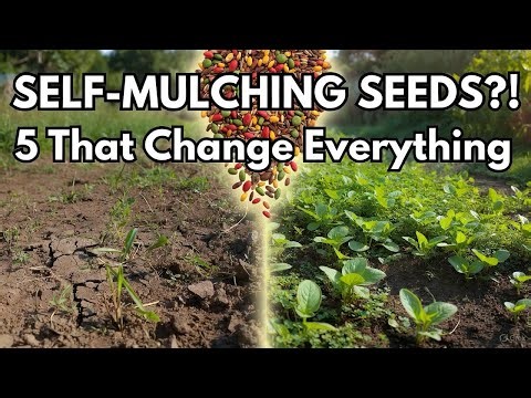 5 Incredible Seeds That Replace Mulch Forever — Grow a Self Mulching Garden Naturally!