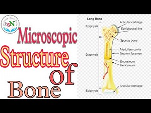 Microscopic Structure of Bone l Anatomy And Physiology of Bone #skeletalsystem #bones #NEET #Bio