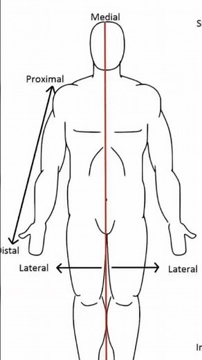 Términos de comparación, proximal y distal.