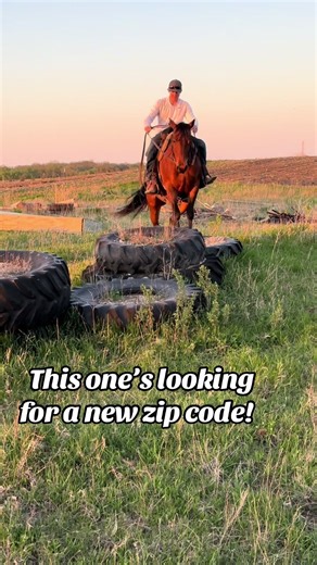 Well-Rounded Ranch Mare Ready for Sale and Fun