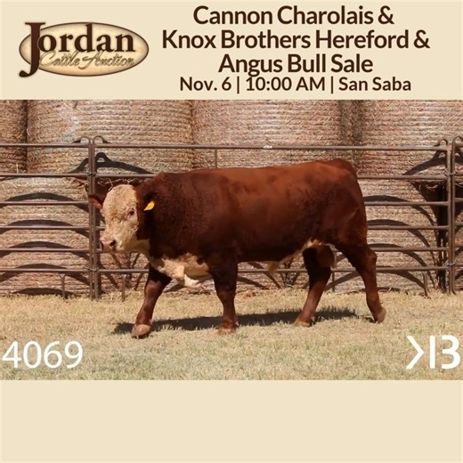 This Thursday's Special Bull Sale offers more than bulls, it offers opportunity. Opportunity to add muscle, efficiency, and maternal balance to your herd through proven Charolais, Hereford, and Angus bloodlines. All bulls are tested and ready to work. Come see us in San Saba this Thursday at 10 AM! https://jordancattle.com/bull-sale-detail/ | Jordan Cattle Auction