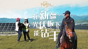 90K views · 747 reactions | Have you ever seen sheep grazing under the solar panels in Xinjiang? Join China Daily reporter Stephanie and CSCEC's Yu Jiatong as they visit Asia's largest solar-wind integrated project in Xinjiang. #WorldEnvironmentDay #QualityGrowth #NewQualityProductiveForces #WaysofProgress | Xinjiang Buzz | Facebook