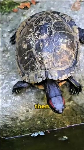 This Turtle Can Survive Without a Heartbeat… 😳❄️