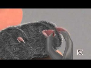 Trimming Your Cat's Claws Part 4 - Help! I accidently cut the quick