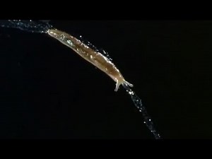 The Secrets of Slug Slime | Animal Camera | BBC Earth