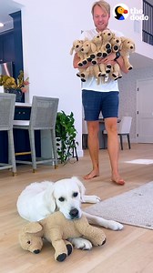 Golden retriever's been obsessed with her IKEA stuffed dog since she was a puppy — watch her reaction when her parents surprise her with 6 more of them! 💛 | The Dodo