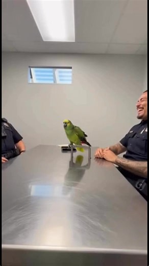 46K views · 859 reactions | Parrot & Cops – Where were you last night at 10 PM ? #parrot #cops #funnypets #funny #police #funnyvideos #talkingparrot #funnyreels #ParrotComedy #parrotroastingcops | Parrot & Cops | Facebook