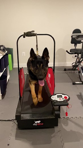 German Shepherd on Dog-Runner Treadmill Training