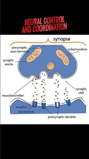 Synapse : Neural Control and Coordination #science #neet #biology #ncert #neuralnetworks #neurology