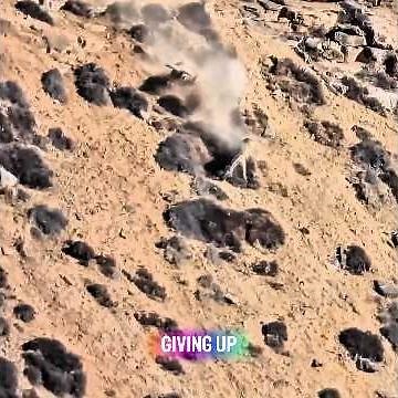 Snow Leopard vs. Ibex: A Life-or-Death Chase on the Cliffside