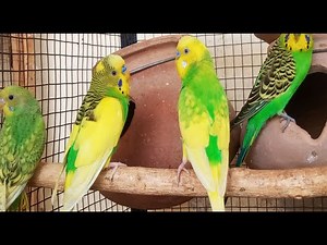 Over 9 Hours of Budgies Playing, Singing and Talking in their Aviary Budgie sounds for sad birds