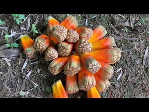 Mon Pandanus fait des fruits ! #short#