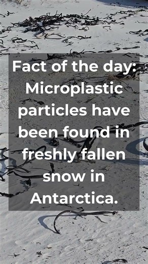 🌿 The truth about microplastic effects on humans | #shorts