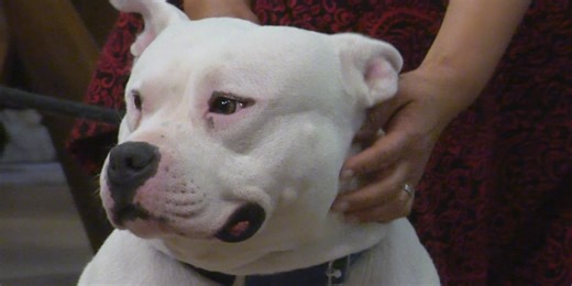 Phoenix nonprofit supports animal shelters with vet care