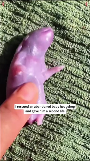Rescuing an Abandoned Baby Hedgehog