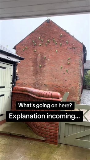 Parrots eating walls?! 🦜 Original video: @Ryefield Farm #birds #wildlife #fyp #nature #outdoors
