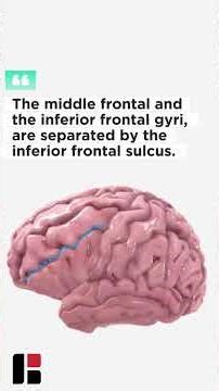 The frontal lobe.