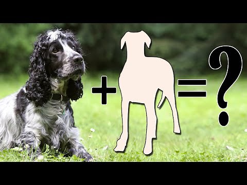 7 Popular Spaniel Mixes Dog Breeds | Cocker spaniel mix Breed Dog