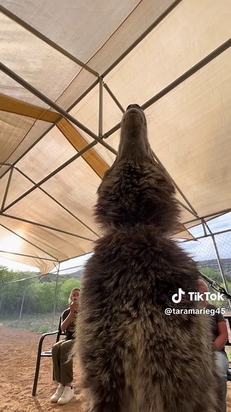 Howling with Wolves at Sedona Wolf Sanctuary
