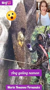 1.2M views · 5.1K reactions | Ang daming benefits na makukuha sa honey masustancya pa ito #reelsvideoシ #reelsviralシ #reelsfbシ #reelstrending #reelsfacebook #honey #honeybee #flying #insects #sweets #healthyfood #healthtips #Wow #amazingvideo #Amazing #complete #gear #greatjob #Benefits #Many #hardwork #hardworking #hardworkingman #harvest #harvesting #harvesttime #teknik #way #takingcare #careful | Maria Rosanna Fernandez | Facebook