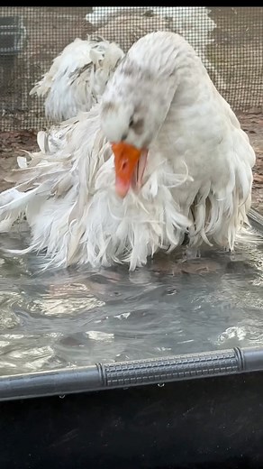 15K views · 259 reactions | Babies謹already enjoying their breeding pens #geese #sebastopolgeese | MrGeese | Facebook