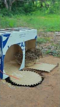 Intelligent DIY Quail Trap Idea Using Cardboard Box #Outdoors #survival #skills #camping