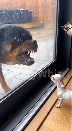 🤬 Ty jeden HUSNEJ ČERNOŽROUTE! 🐕 Čivava: RYCHLÝ ÚSTUP!
