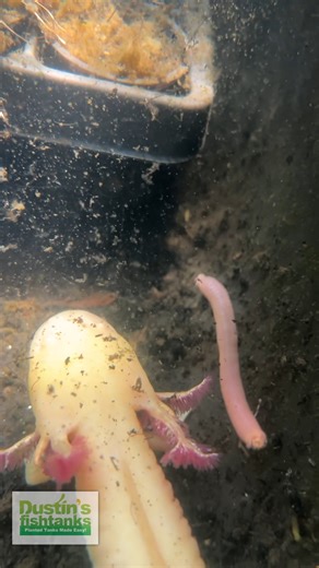 2.8K views · 18 reactions | Feeding Axolotls Worms 缾缾缾 They miss most of them! Are you keeping any Axolotls? What do you feed them? These live in a deep cold basin filled with lots of plants. TANK ON! #axolotl #axolotls #feedingaxoltols #axolotlaquarium #axolotltank #aquarium #fishtank #greenhouse #worm #worms | Dustin's Fishtanks | Facebook