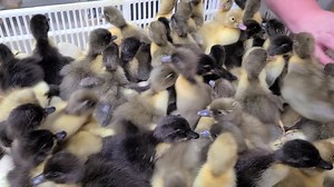 5.7K views · 117 reactions | Swedish Ducks hatching at cackle hatchery May 25th 2022 | Cackle Hatchery | Facebook